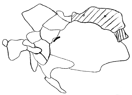Tavola 4
